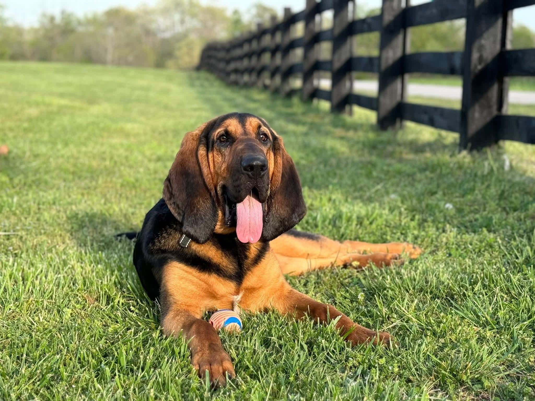 Bruno, the Time of Flight Aviation bloodhound, lying in the grass beside a black fence